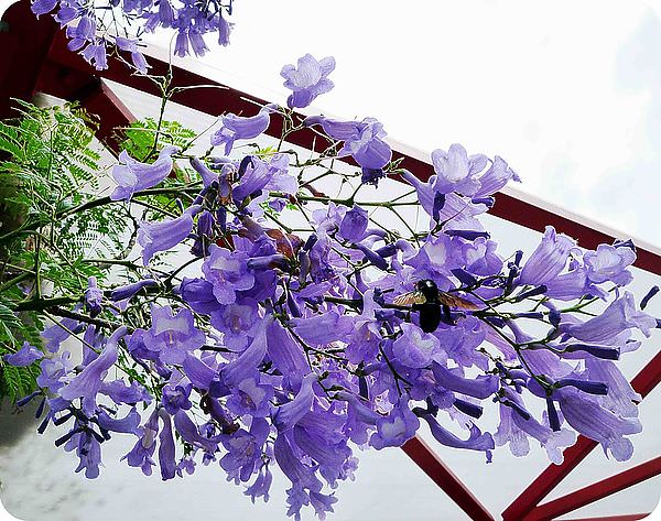 彰化 139縣道 5月的天空下起紫色浪漫花雨飄落灑滿地 藍花楹 小潔趴趴走旅遊札記